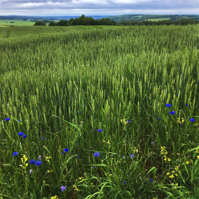 Blue in the fields