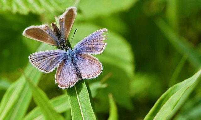 Silver-studded Blues