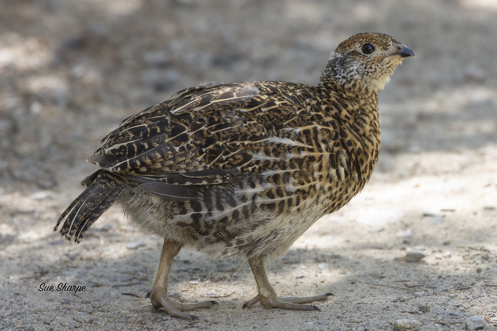 Spruce Grouse Juvenile (Falcipennis canadensis)