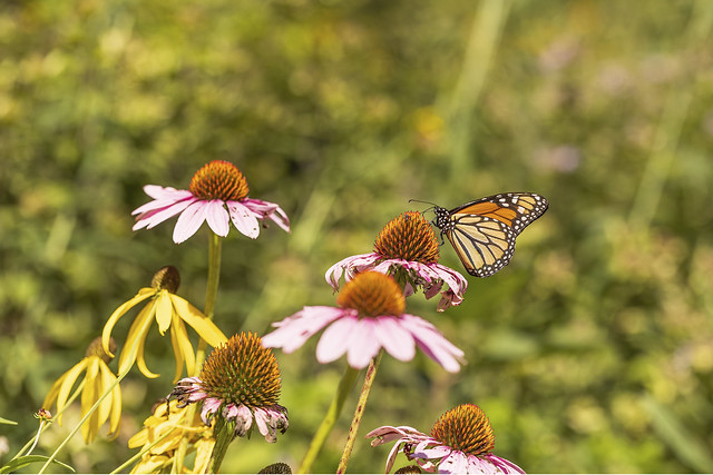 Monarch Butterfly, Coneflowers, and Black-eyed Susans
