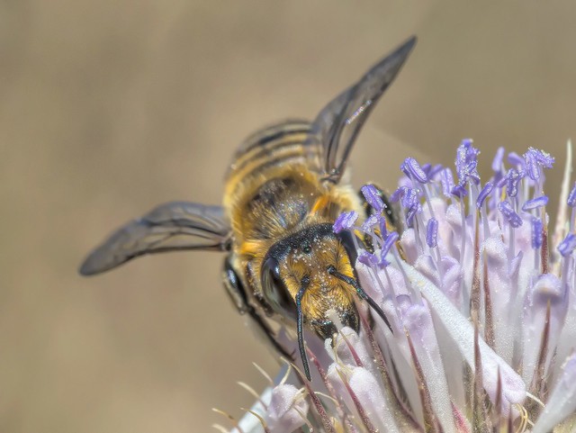 Megachile maritima  f
