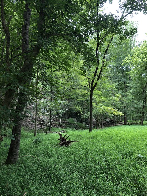 Intense green: woods and small meadow along the Berma Road, Great Falls, Maryland