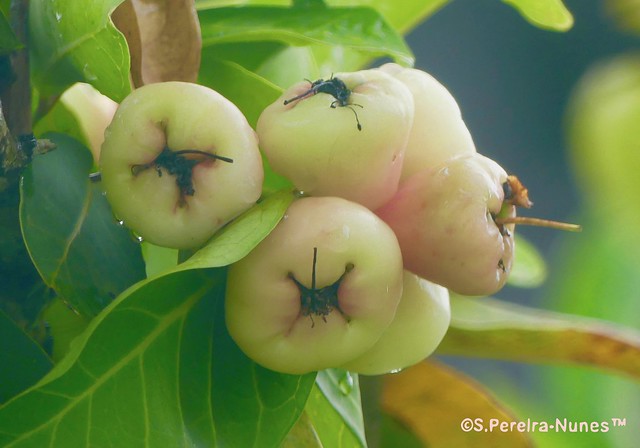 Malay Apple after the rain, Penca de Jambo branco, Paramaribo, Suriname