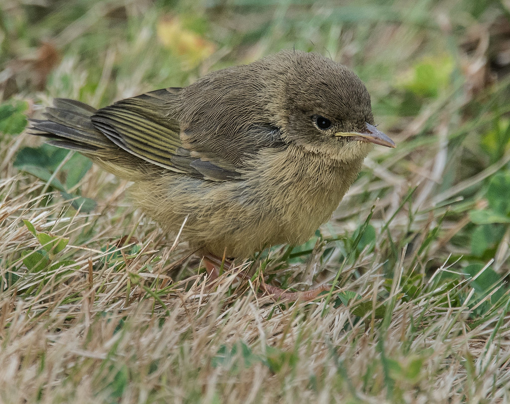 Common Yellowthroat (Geothlypis trichas)