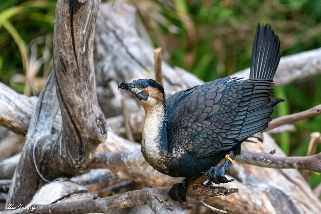 Roosting Cormorant