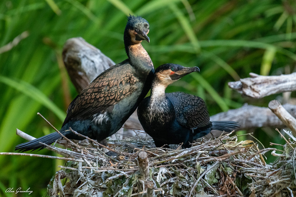 Cormorants in a nest