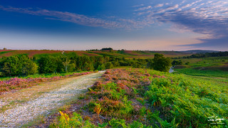Sunrise and heather on Rockford Common, New Forest