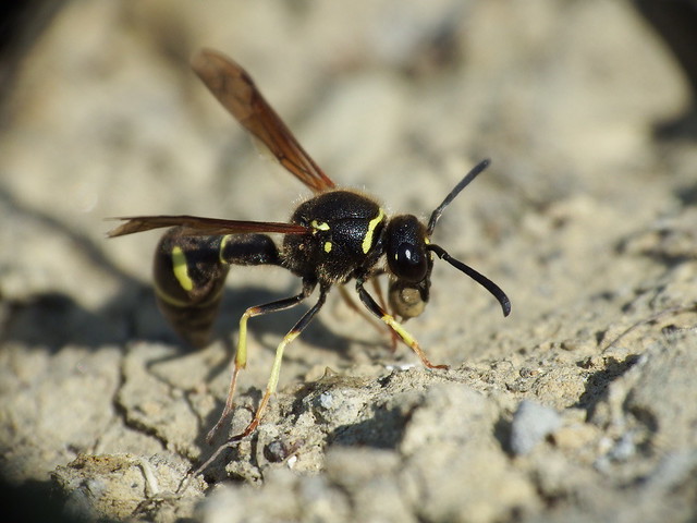 Eumenes coarctatus Heath Potter Wasp