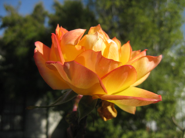 A Burnt Orange Rose - Croxton