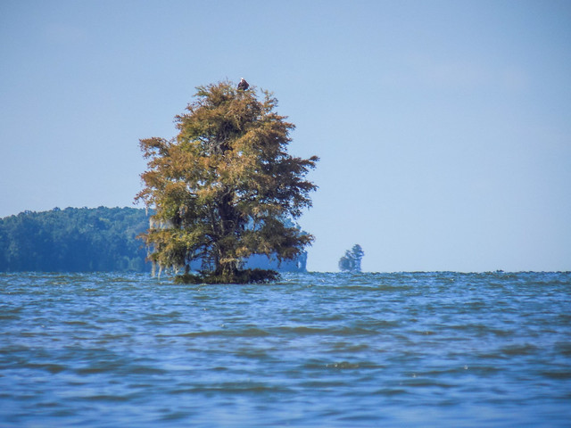 "The Jungle" on Lake Moultrie with Lowcountry Unfiltered