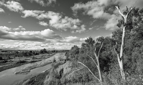 pentax k1 hdpentaxdfa1530mmf28 landscape trees river channel sandbars clouds monochrome blackandwhite denman upperhuntervalley nsw australia
