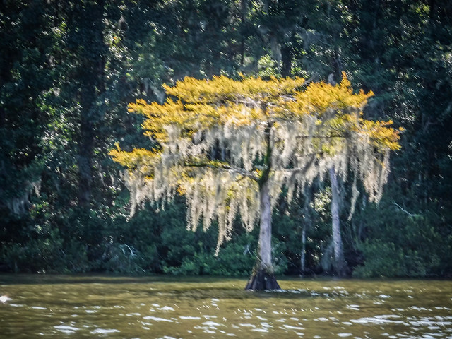 "The Jungle" on Lake Moultrie with Lowcountry Unfiltered