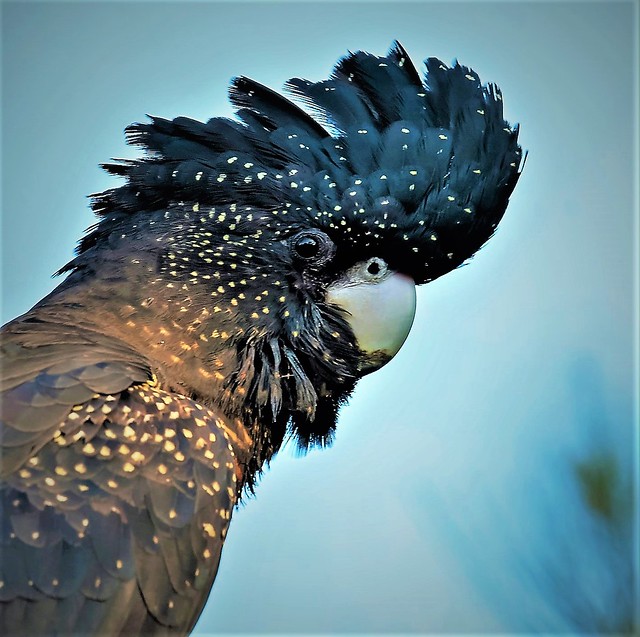 Red tailed Black Cockatoo (female)