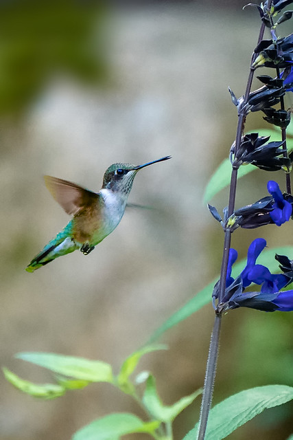 Ruby Throated Hummingbird - Summer 2020-98.jpg
