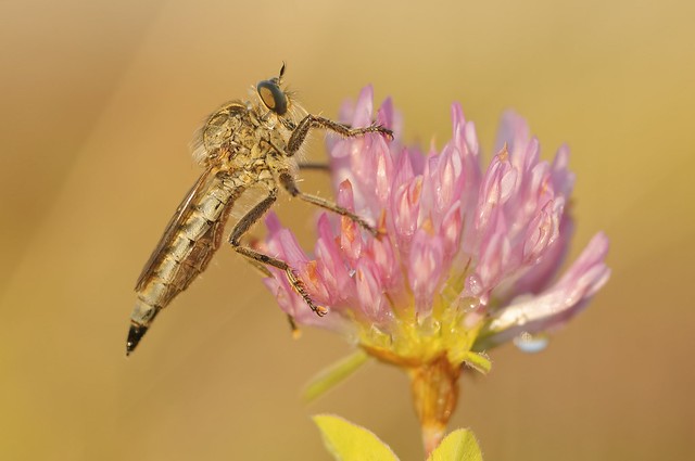 Mouche à toison- Asilidae- Robber fly