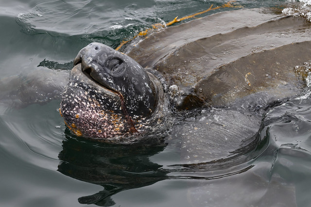 Leatherback Sea Turtle - a photo on Flickriver