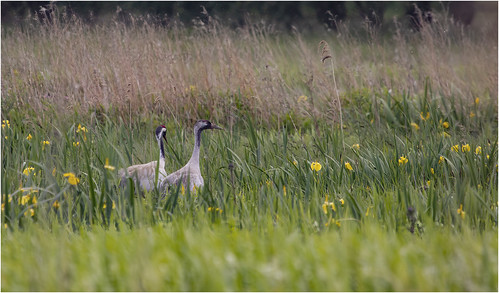 cranes kranich vogel gros natur outdoor gras landschaft wasser versteckt