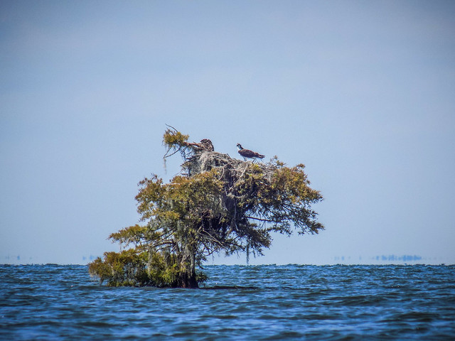 "The Jungle" on Lake Moultrie with Lowcountry Unfiltered