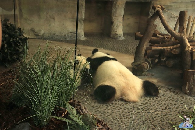 Panda Meng Xiang und Meng Yuan im Panda Garden Zoo Berlin 09.08.2020 031