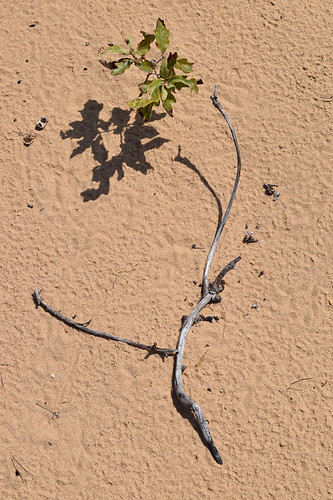 blueriversandbarrensstatenaturalarea grantcounty wisconsin august prairies abstracts sand