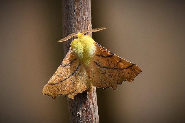 Canary- shouldered thorn caught in a moth trap