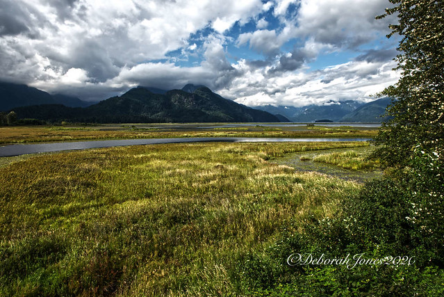 Pitt-Addington Marsh Wildlife Management Area, British Columbia, Canada