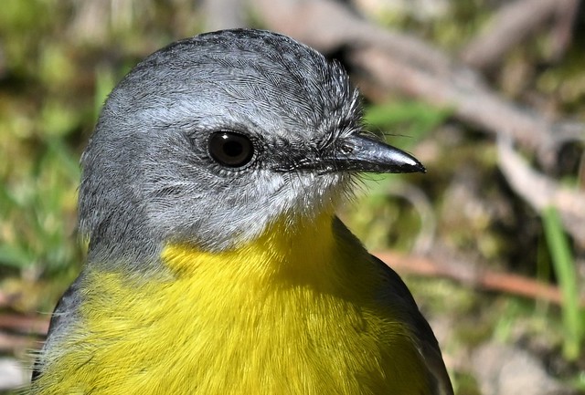 Eastern Yellow Robin M
