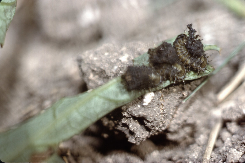 Sweet Potato tortoise beetle larvae Letan Haiti Mar 1990 Kodachrome