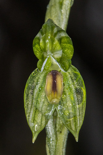 greenhoods orchidaceae orchids centraltablelands wamboolnaturereserve winter pterostylismacrosepala pterostylis newsouthwales australia
