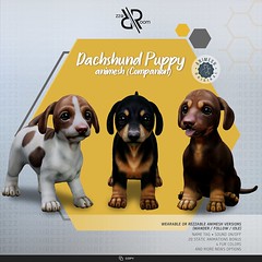 [Rezz Room] Dachshund Puppy Animesh  (Companion