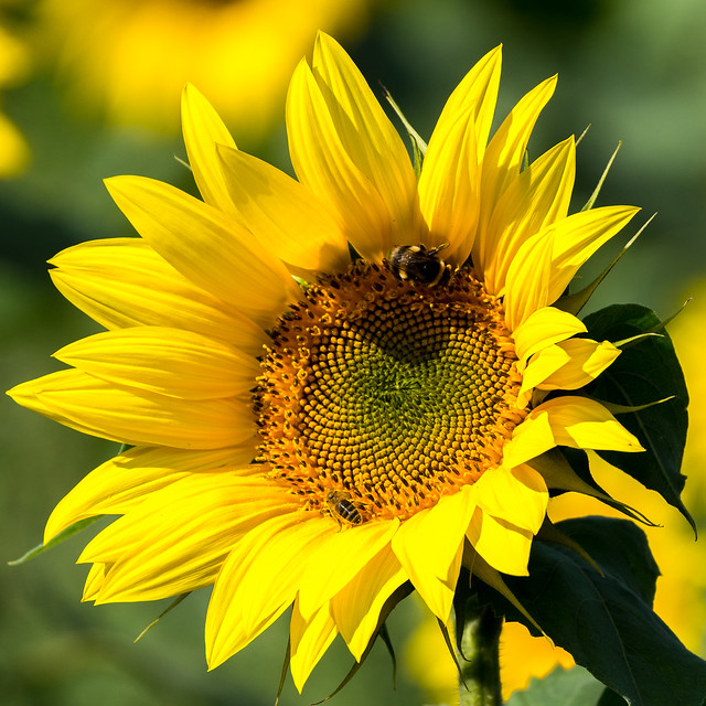 Sunflowers, Bedfordshire