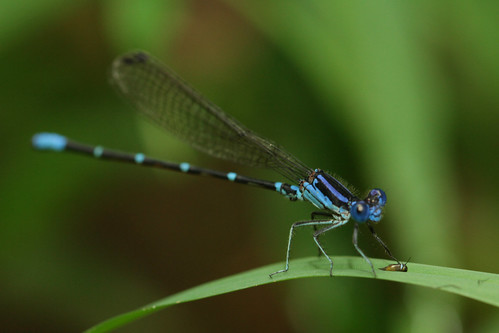 insect odonata zygoptera coenagrionidae argia argiasedula blueringeddancer northcarolina piedmont canonef100mmf28macrousm inaturalist bynum20200807