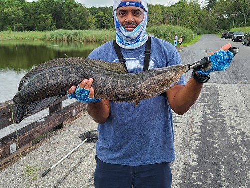 Travis Lewis spent some time fishing in lower Dorchester County and caught this large northern snakehead. Photo courtesy of Travis Lewis.