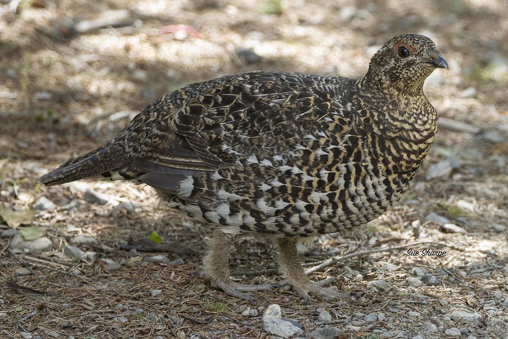 Spruce Grouse-female  (Falcipennis canadensis)