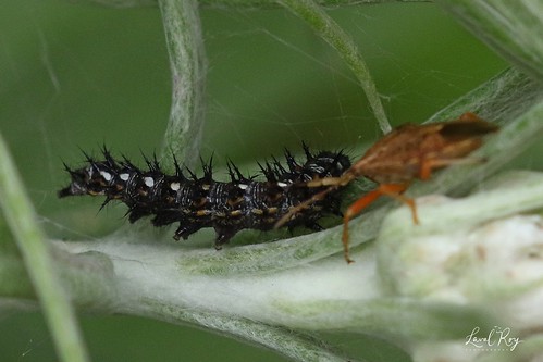 insectes lavalroy arthropodes nymphalidés lépidoptères chenille caterpillar été saisonestivale québec saintfortunat comportement prédation