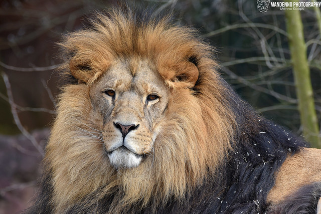 African lion - Zoom Gelsenkirchen