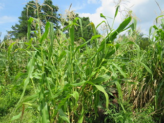 corndestroyedbyhurricaneisaias