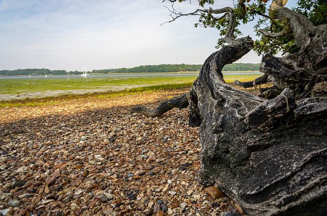 Dead tree trunk on shingle beach