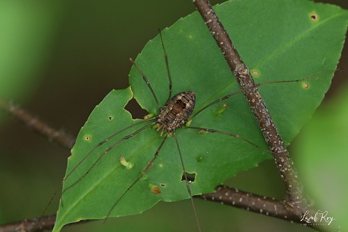 sclérosomatidés araignées spider arthropodes saintfortunat québec lavalroy été saisonestivale