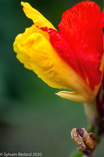 fleur de Canna bicolore