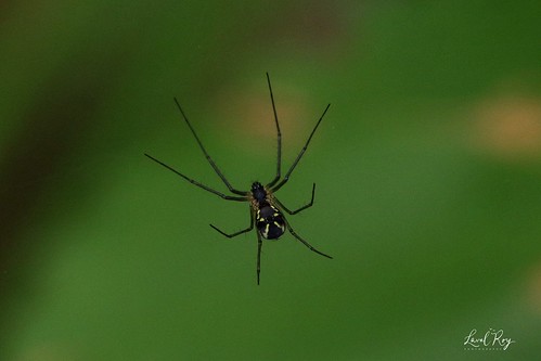saintfortunat linyphiidés araignées spider nerieneradiata filmydomespider arachnidés comportement québec lavalroy été saisonestivale