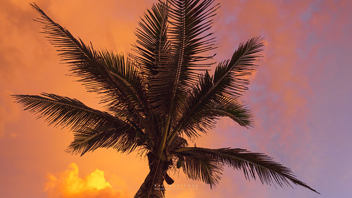 brazil nature riodejaneiro landscape palm light sunset shadow sky clouds sunrise nikon dramatic peaceful resting rafabahiense
