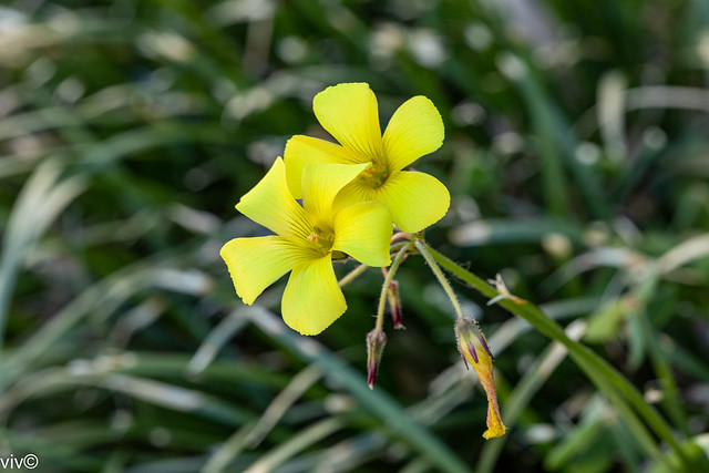Lovely Buttercup Oxalis