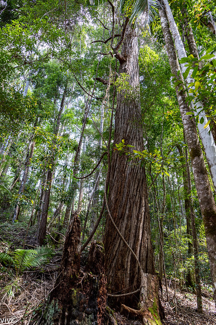 Lovely rainforest thriving on Fraser Island, Queensland, Australia
