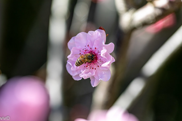 Cherry Blossom visited by bee in our garden