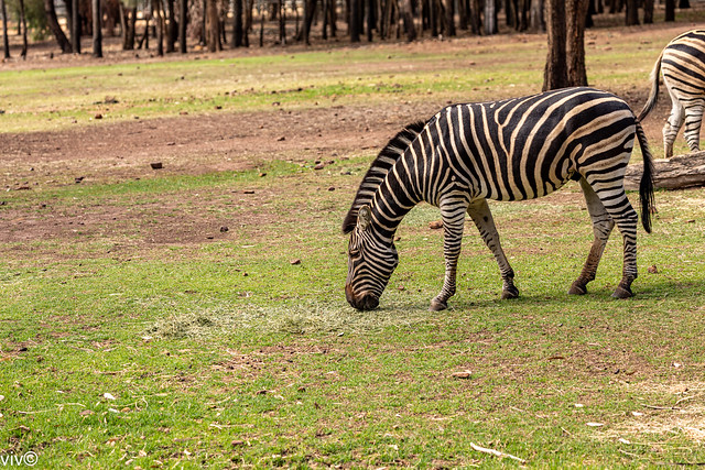 Zebra enjoying its food