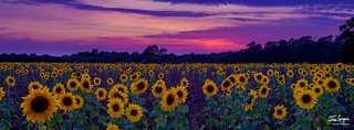 Sunset and sunflowers in Hampshire