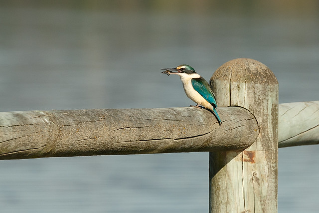 20200811_1216_7D2-280 Kingfisher and crab