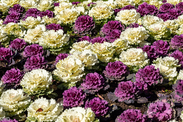 Lovely ornamental cabbage plants