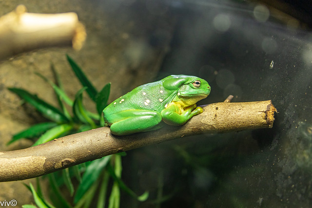 Cute green tree frog